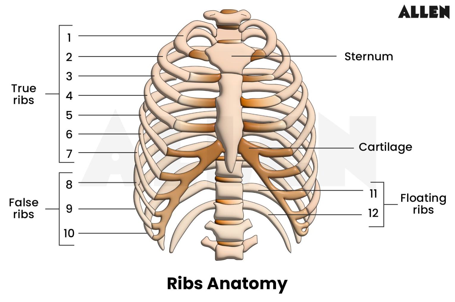 Rib cage or thoracic cage