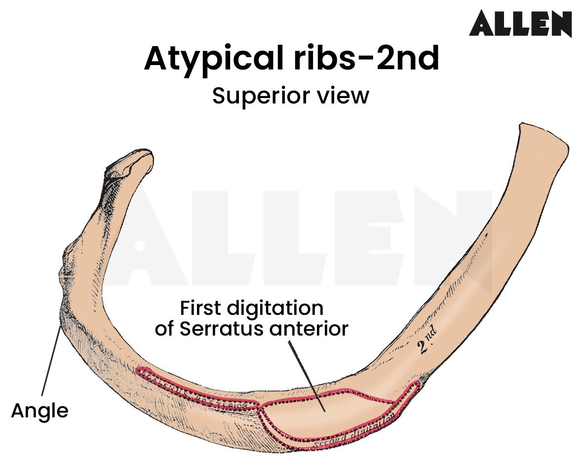 Second atypical rib