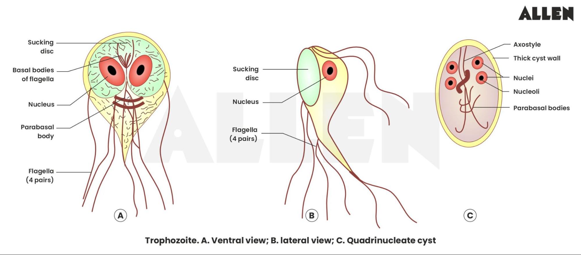 Trophozoite