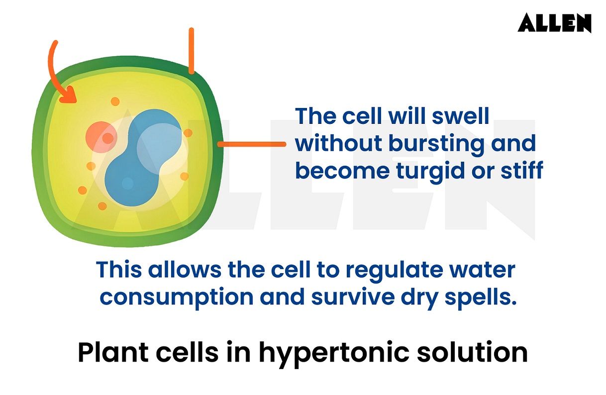 Plants cells in hypertonic solution