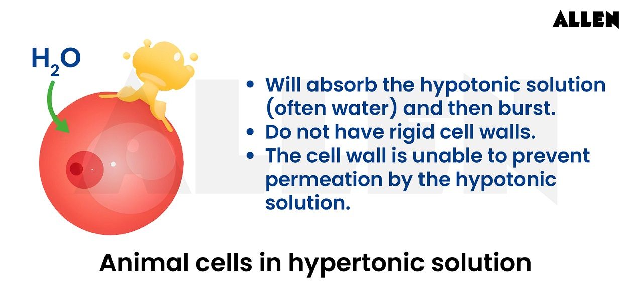 Animal cells in hypertonic solution