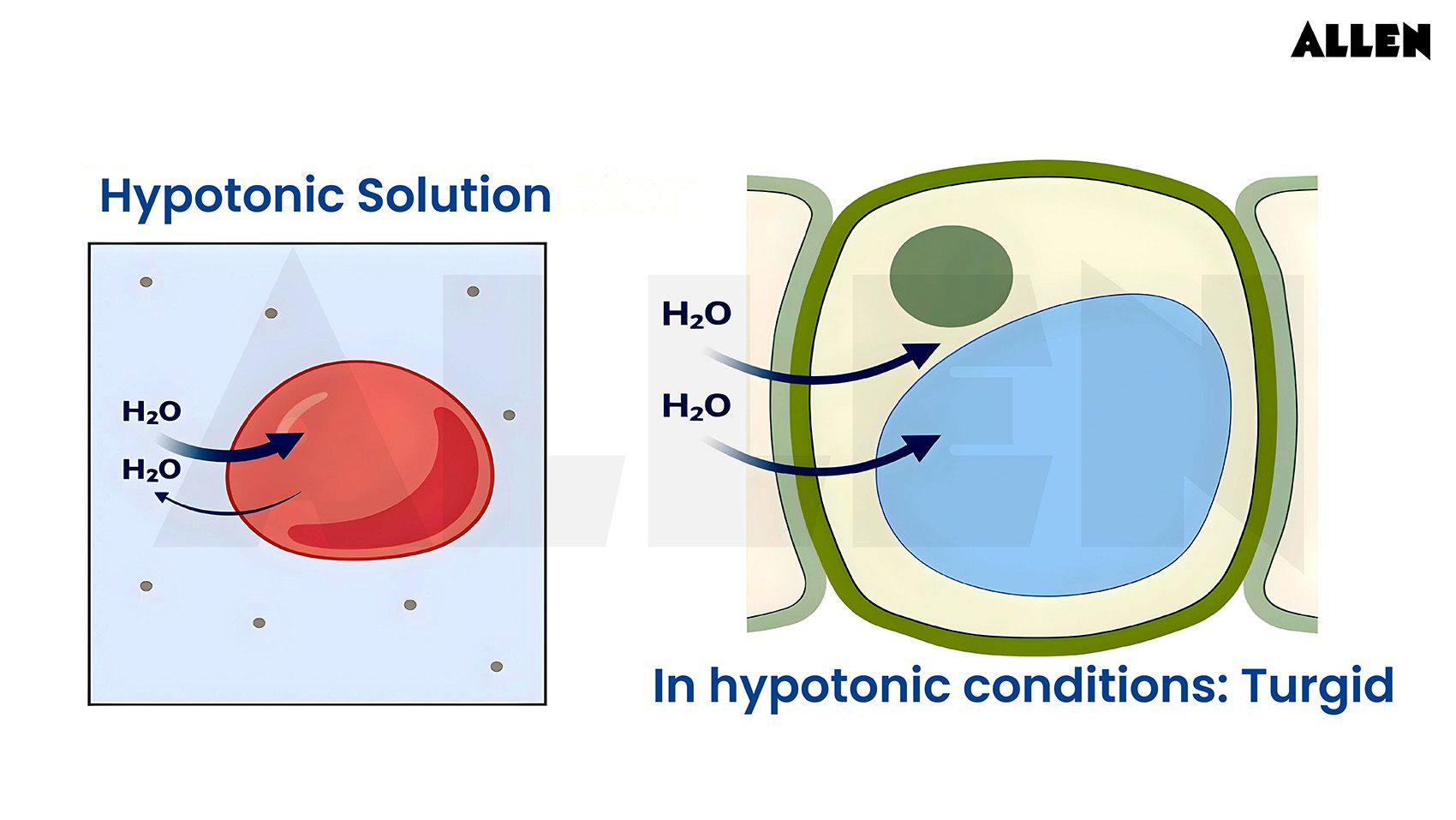 Hypotonic solution figure