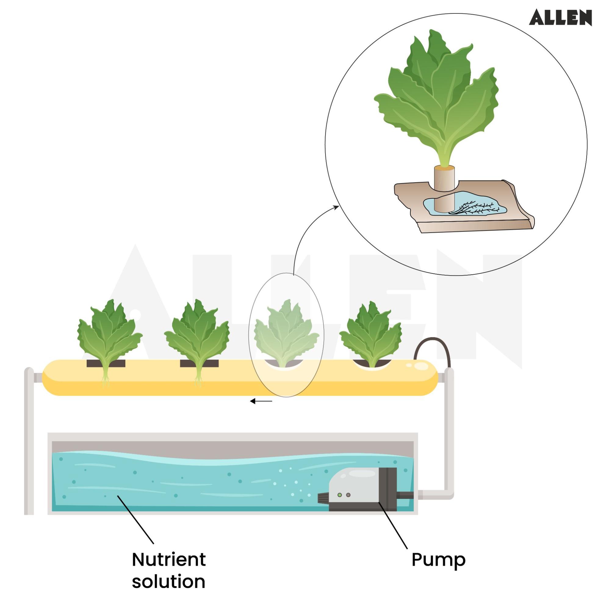 Working of hydrponics system