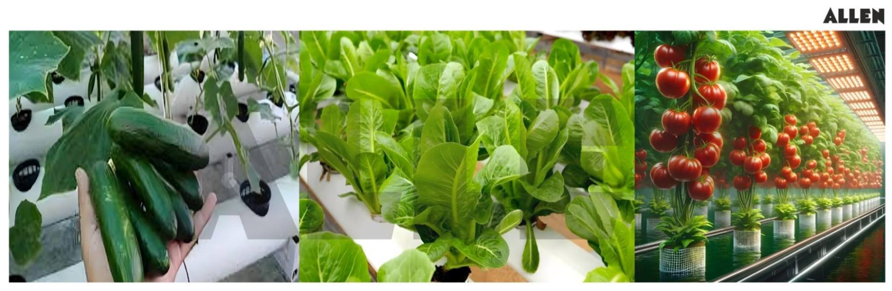 Plants grown in hydroponic system