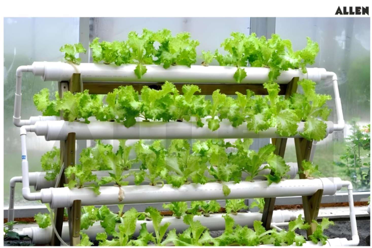 Plant growth through nutrient film technique