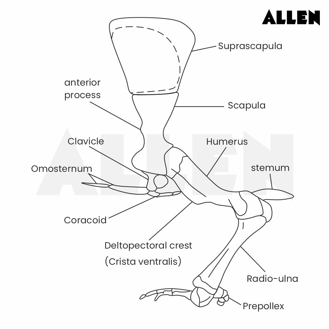 Coracoid of a frog