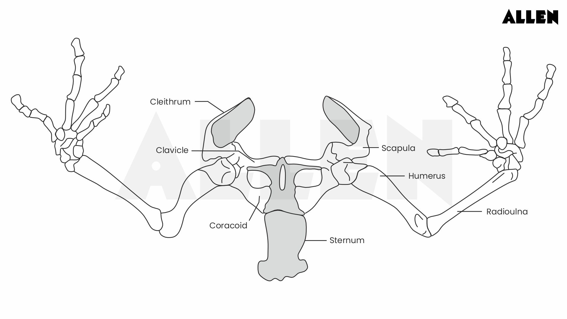 Girdle anatomy of a frog