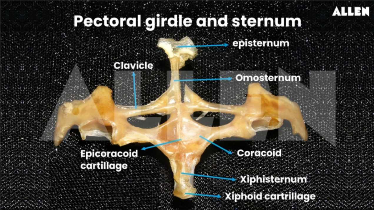 Pectoral girdle in frogs