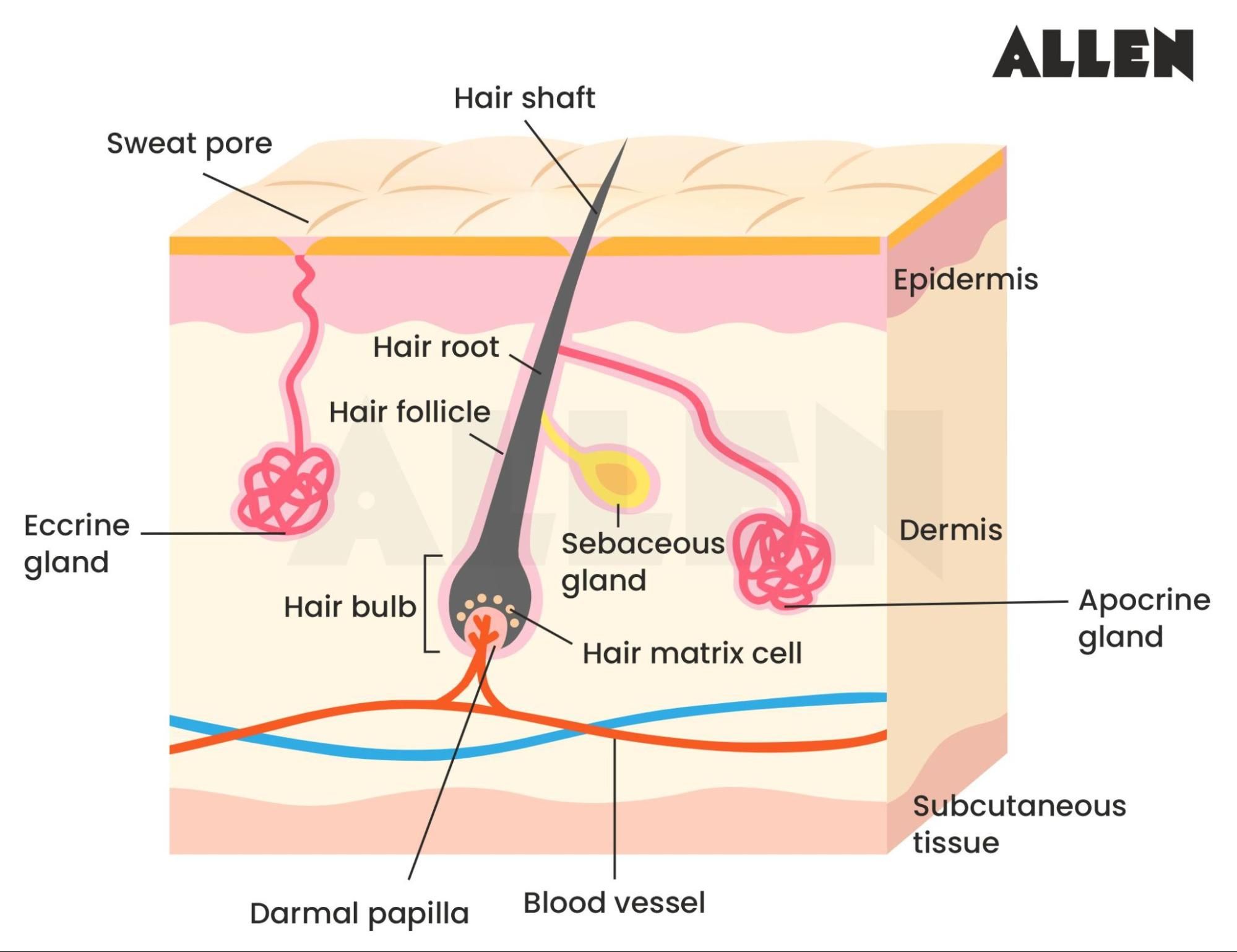 Anatomy of sweat glands