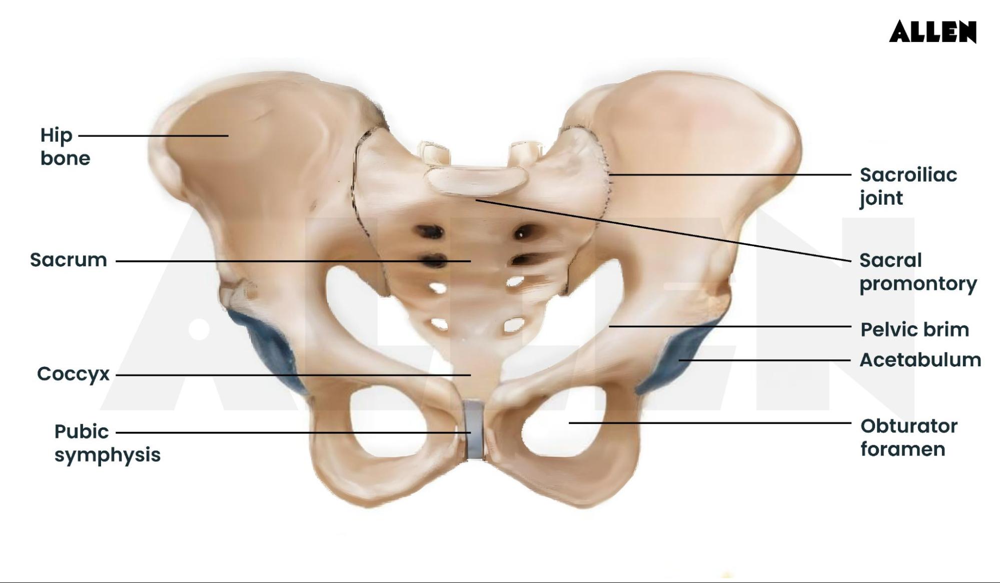 Pelvic bone