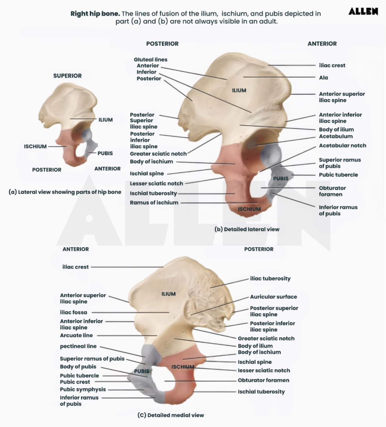 Pubis of the pelvic bone