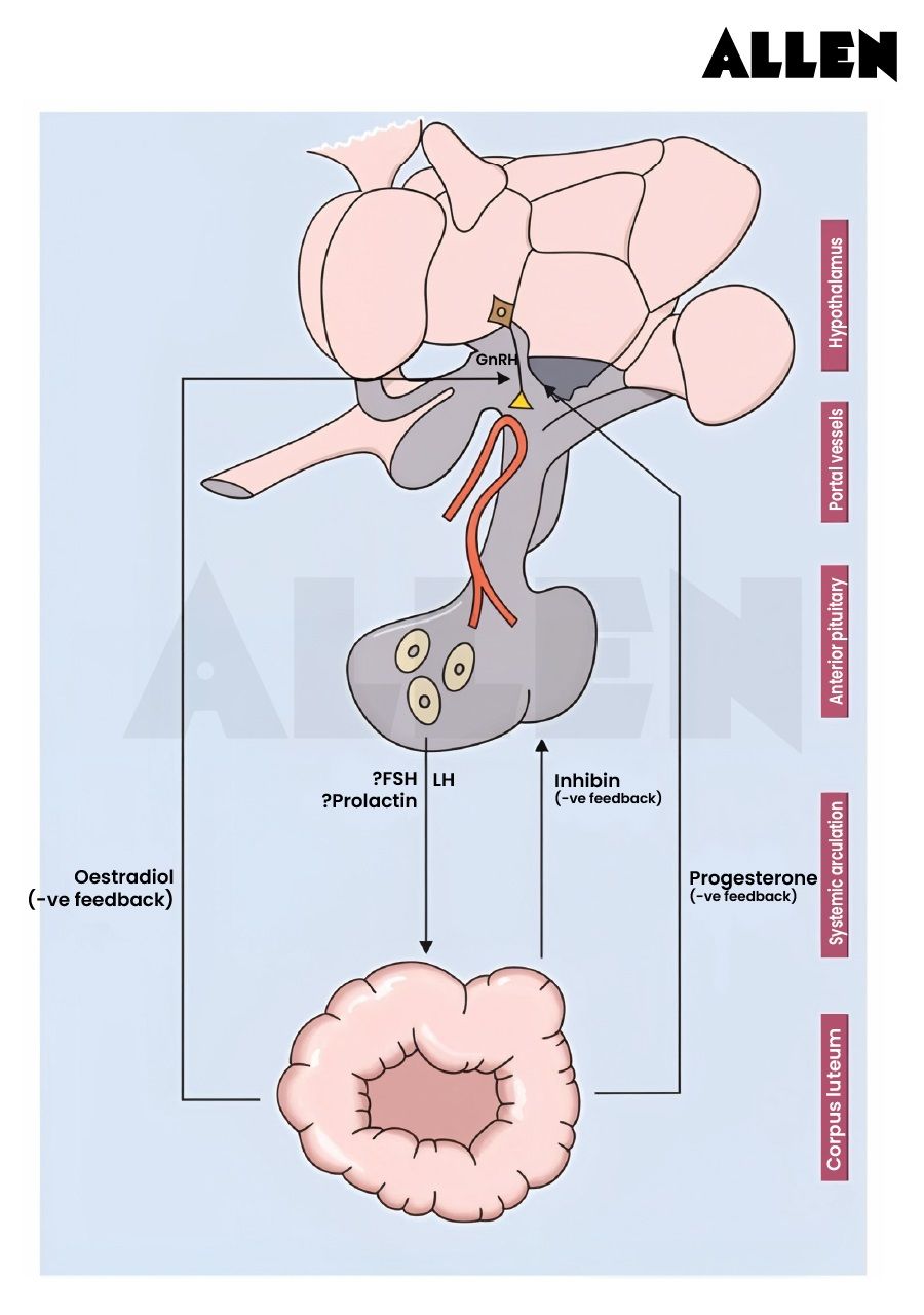 Summary of hypothalamic pituitary ovarian interactions during the luteal phase of the cycle.