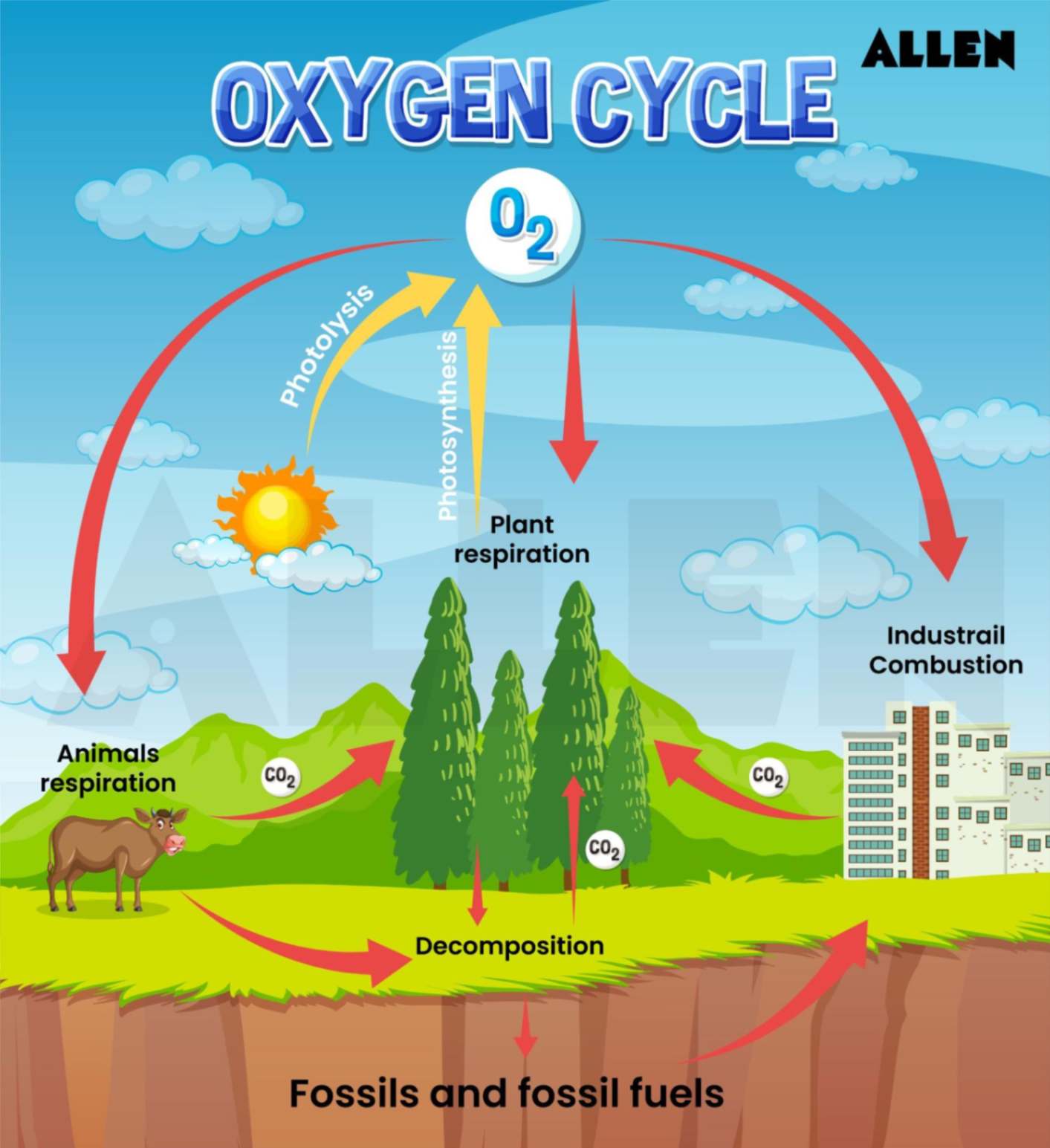 The Oxygen cycle