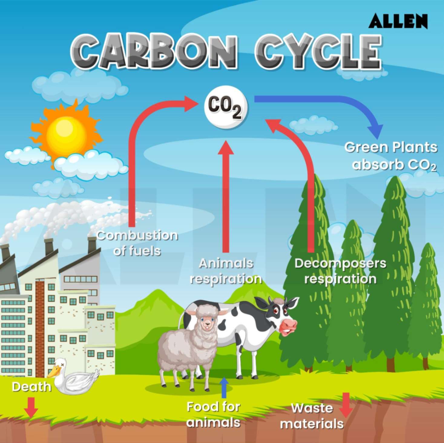 Carbon Cycle