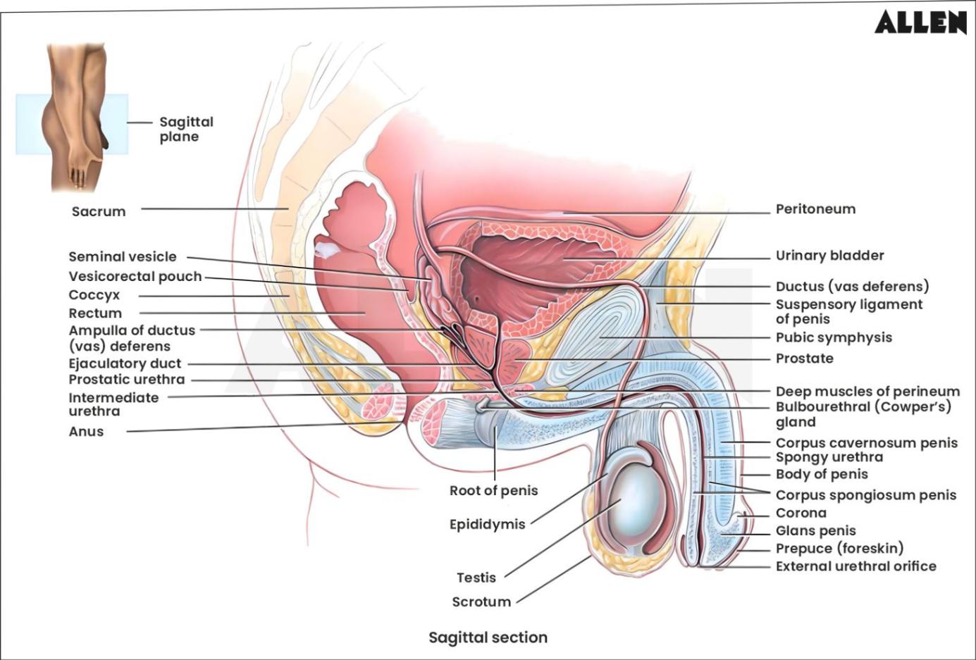 Anatomy of vas deferens