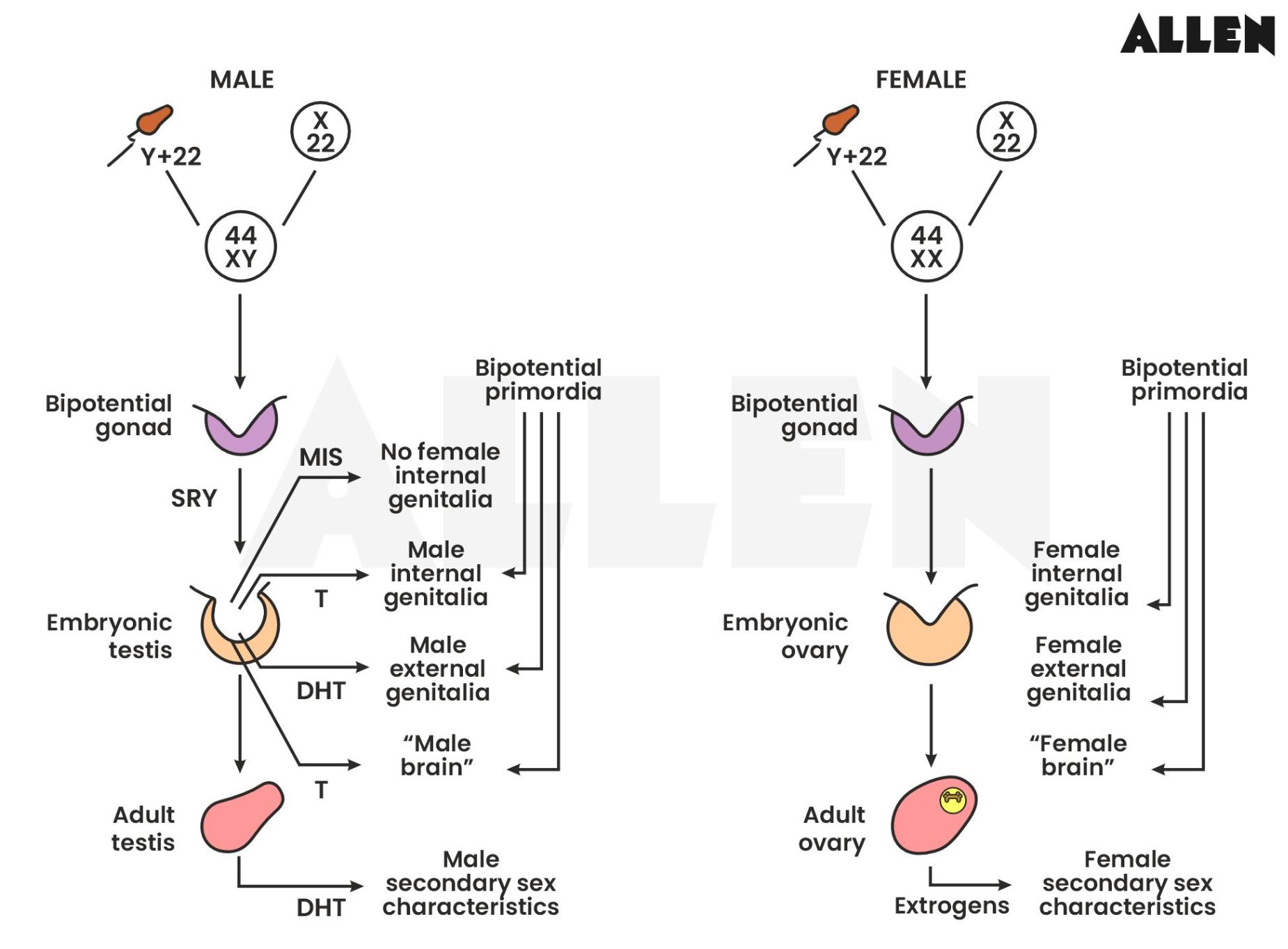 Development of Gonads