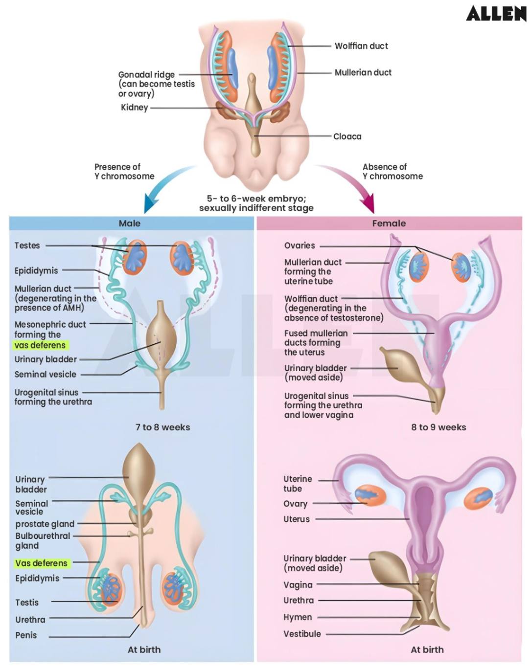 Embryology of Genetalia