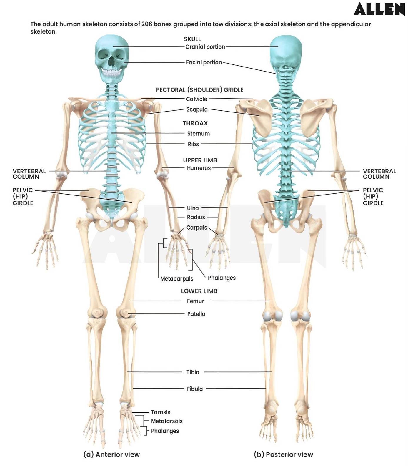 Adult human skeleton