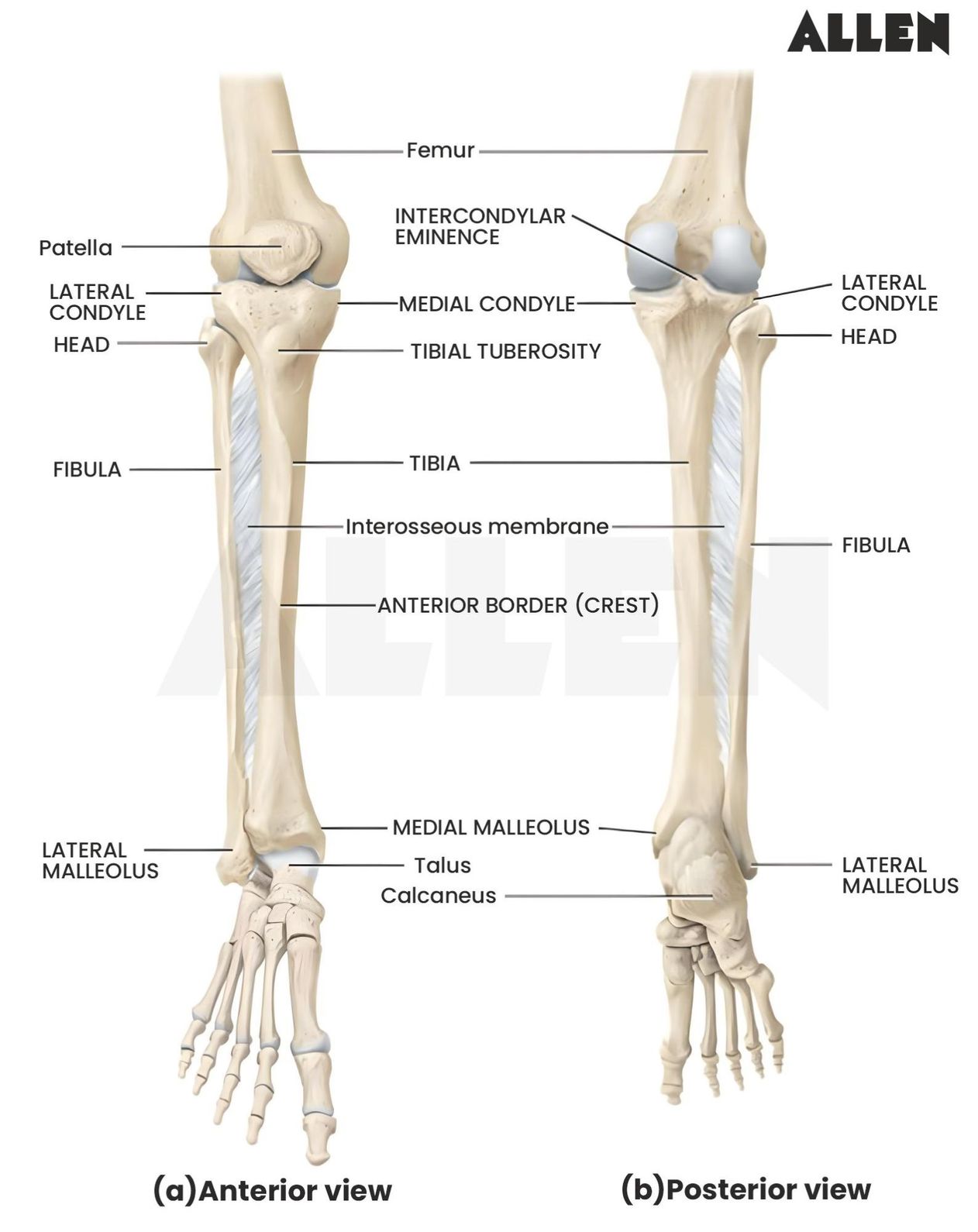 Bones of leg
