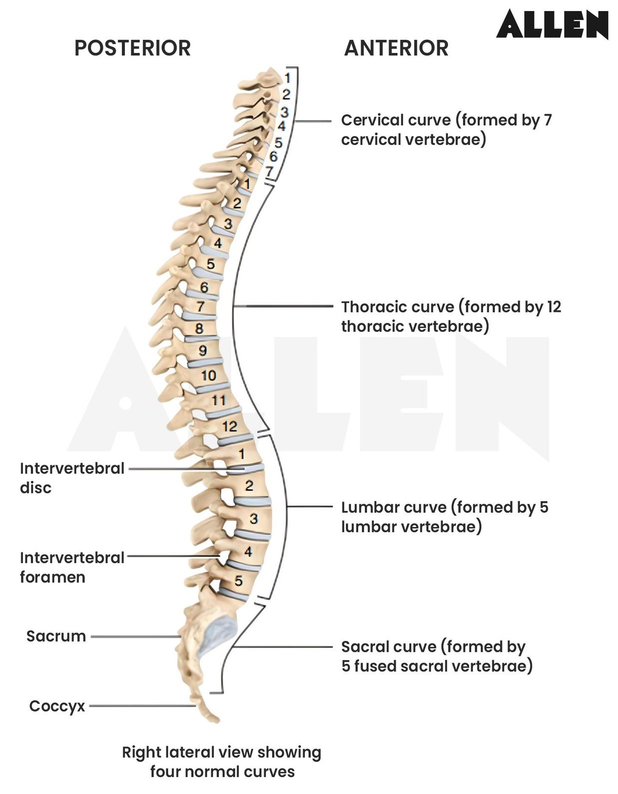 Vertebral column