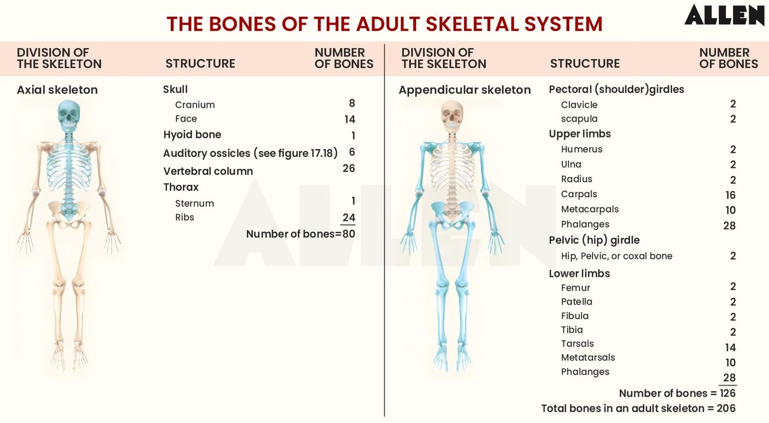 Skeleton division