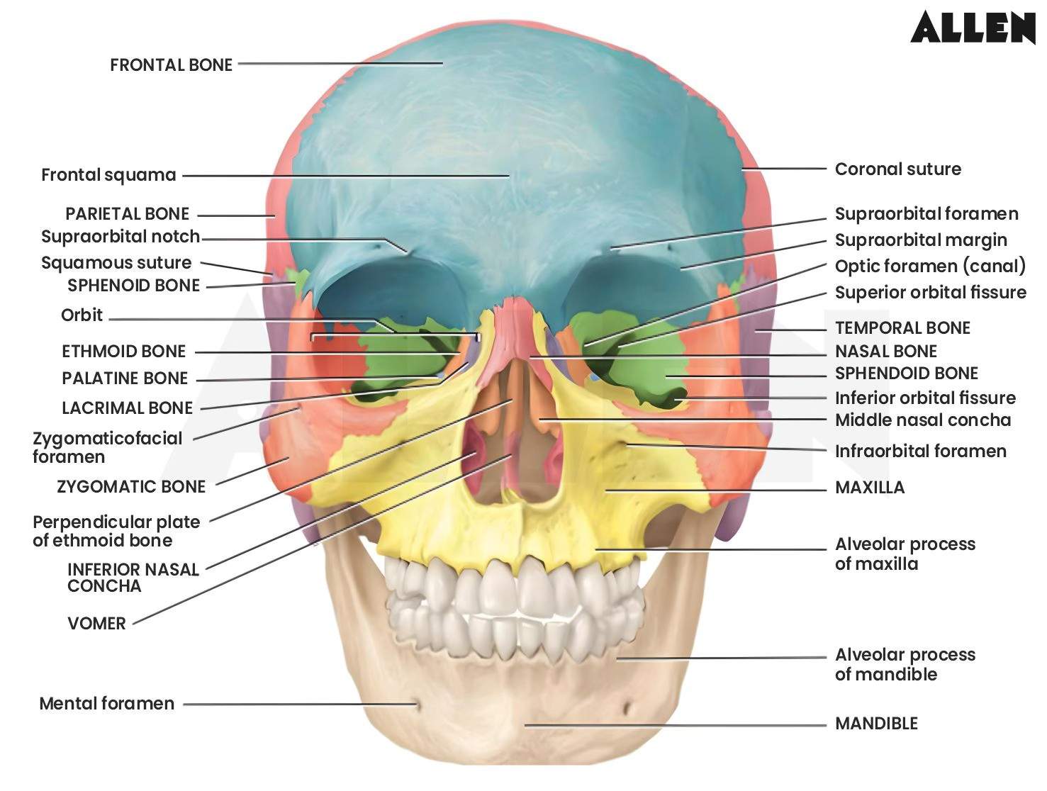 Skull