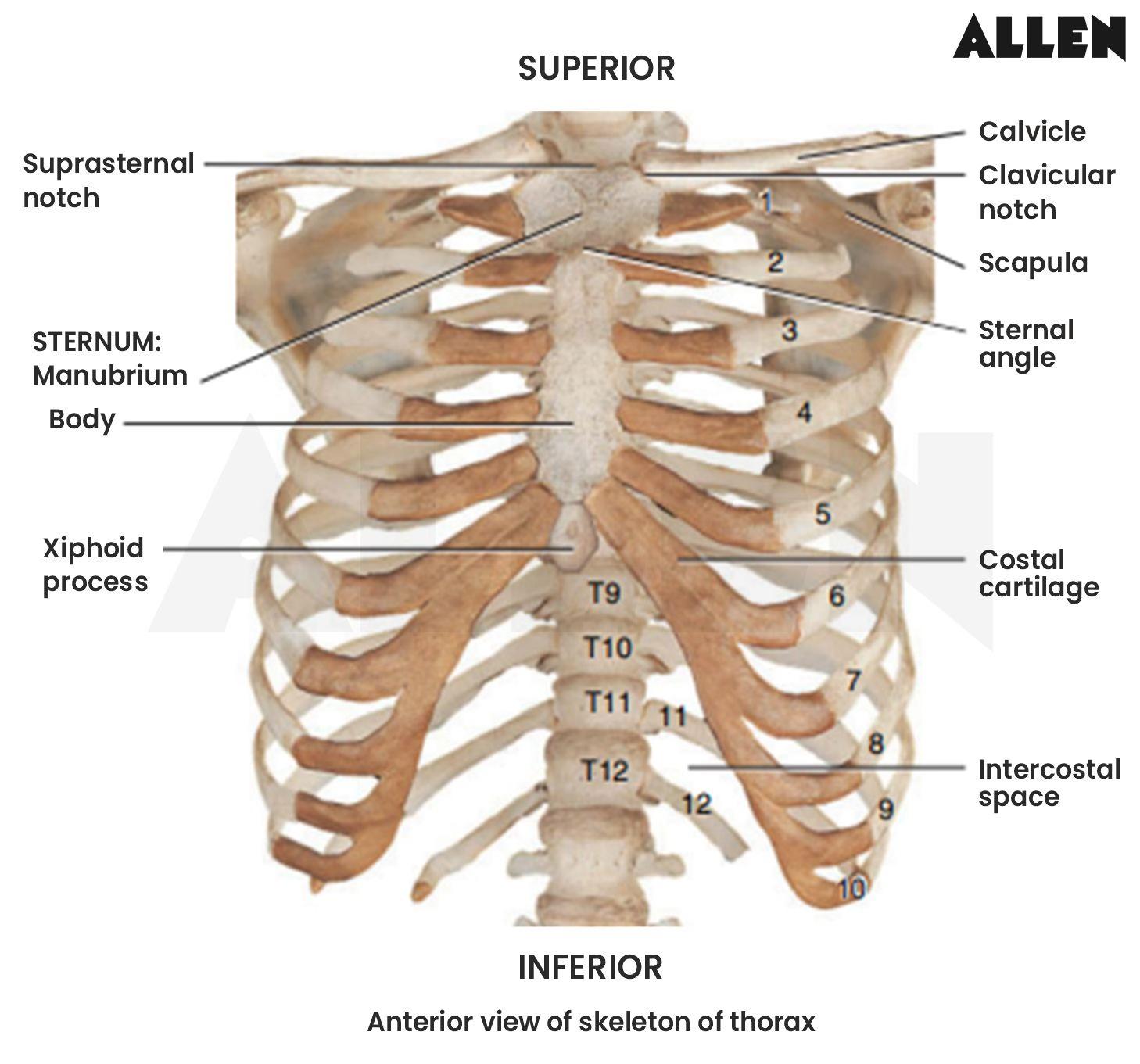 Thorax skeleton