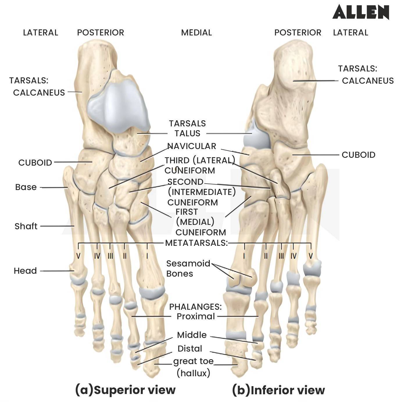 Foot skeletal system