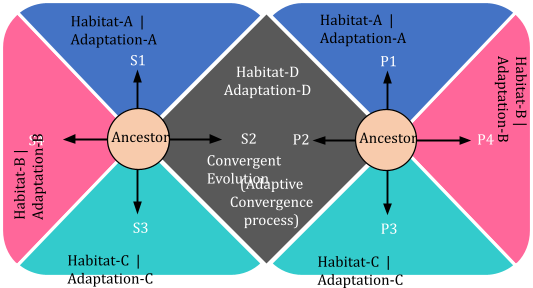 Evidence of Organic Evolution | Palaeontology, Morphology, Embryology