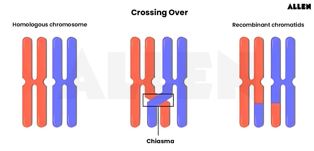 Crossing over in pachytene
