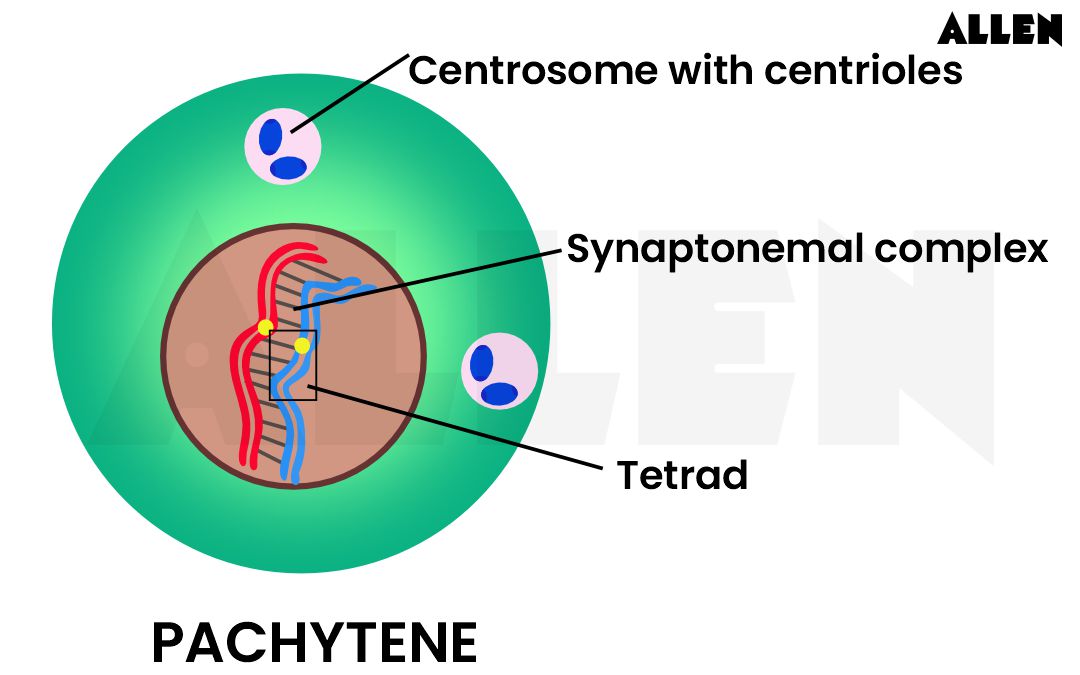 Diagram of pachytene