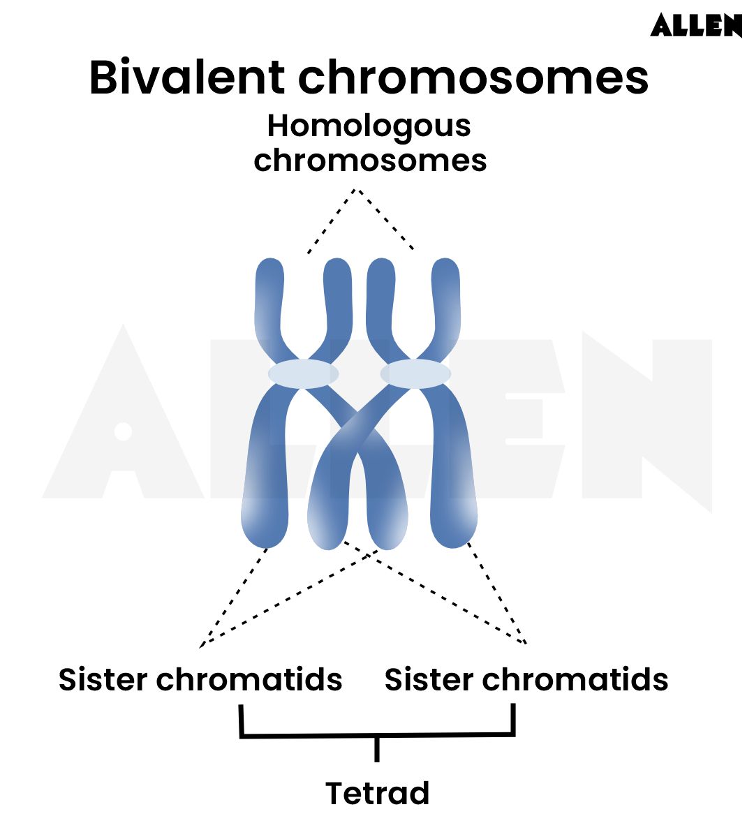 Bivalent Chromosomes