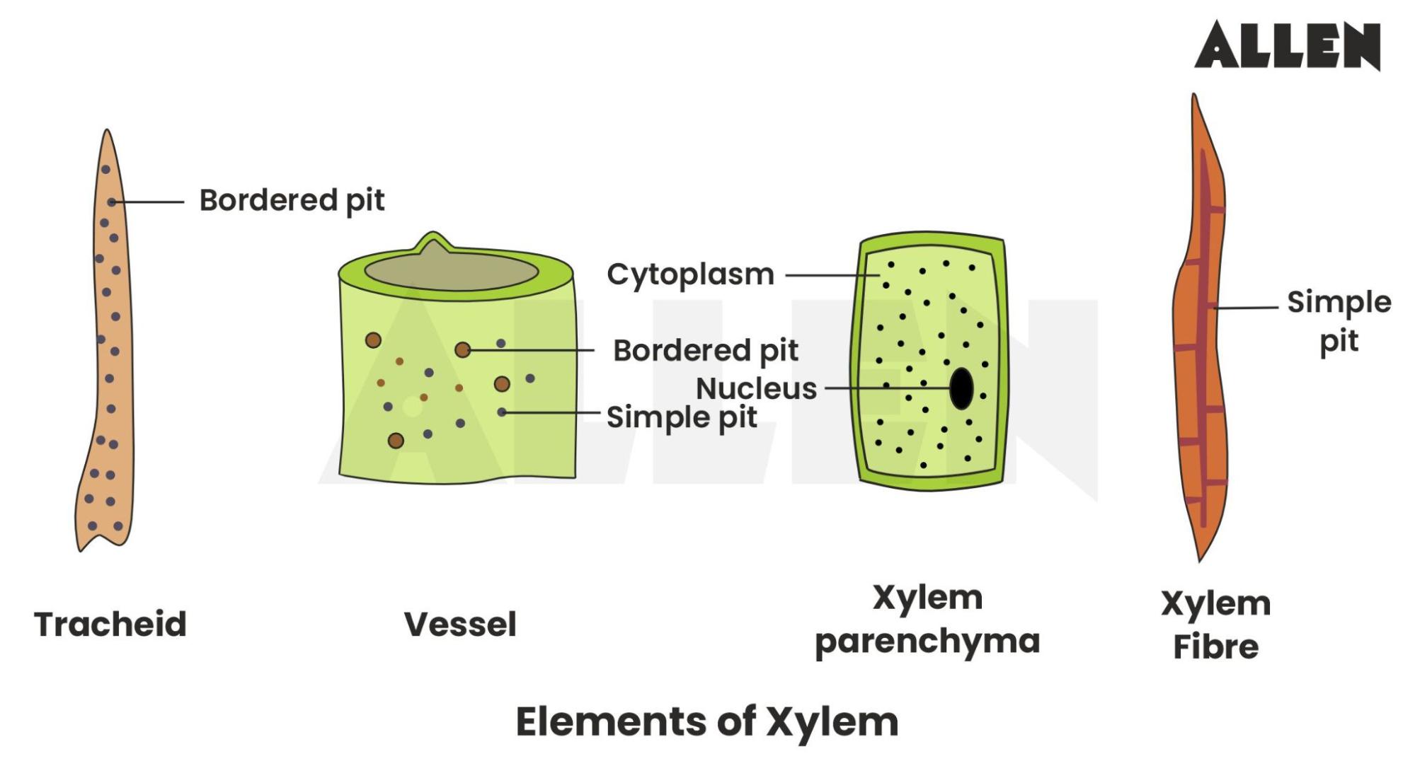 Elements of xylem