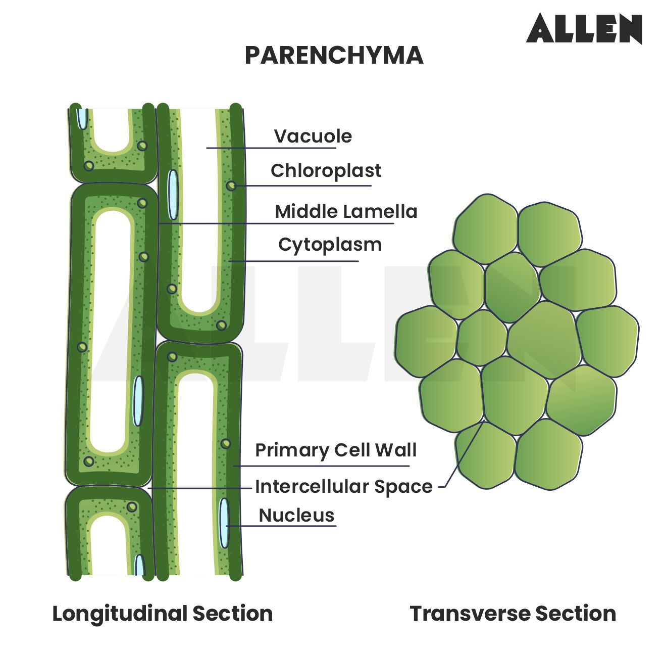 Longitudinal and Transverse section of parenchyma