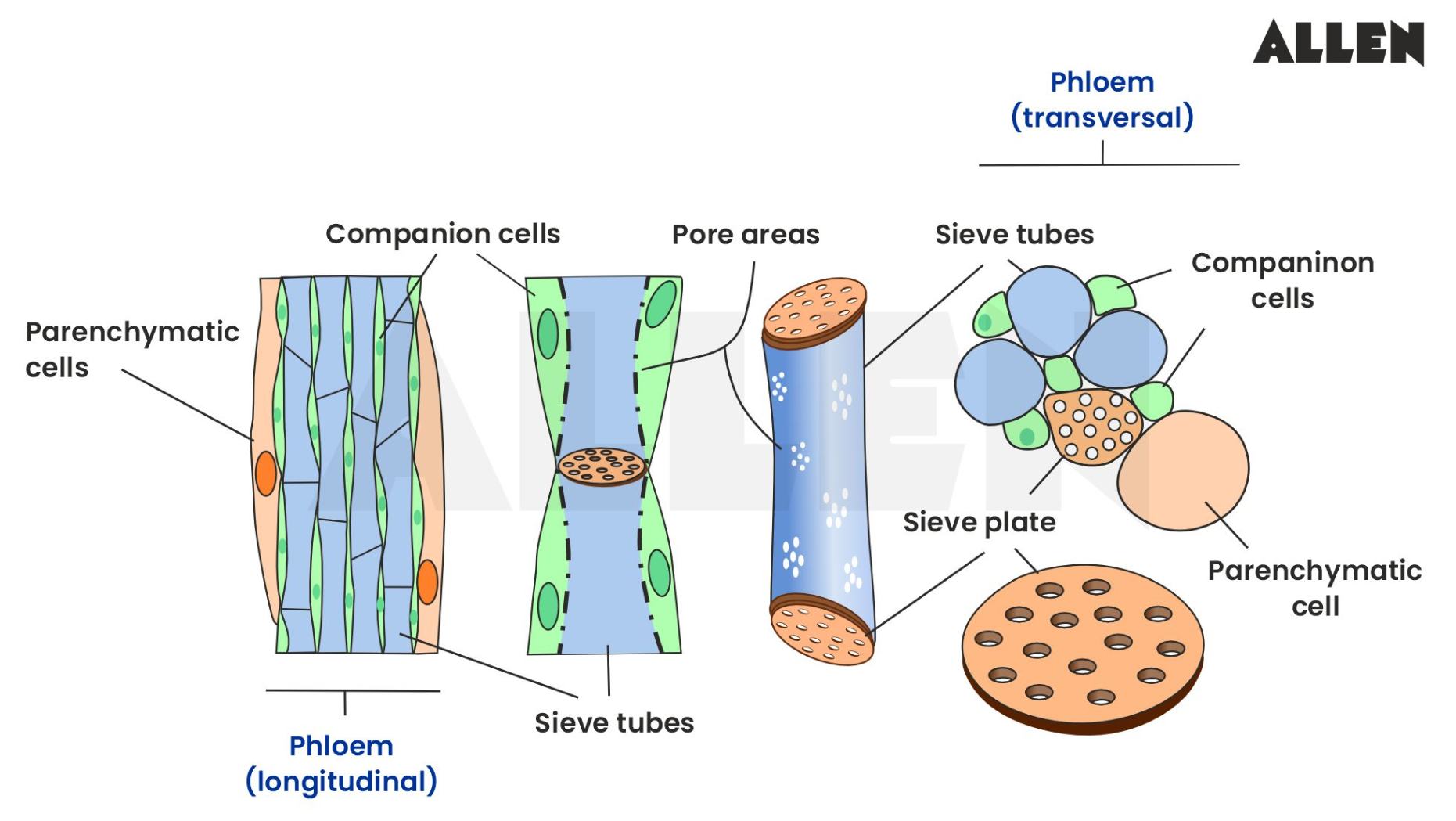Phloem cells