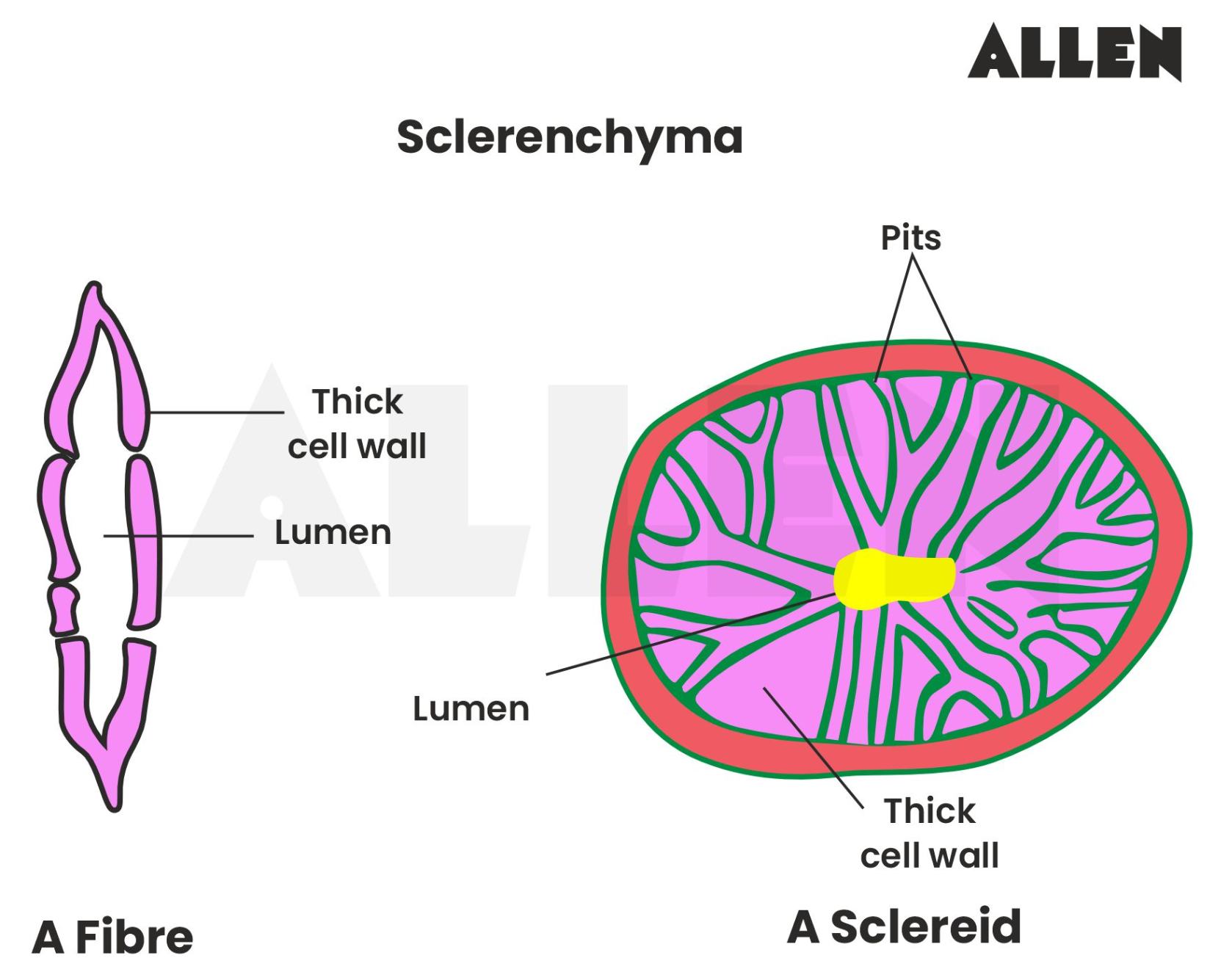 A schlereid and fibre of schlerenchyma