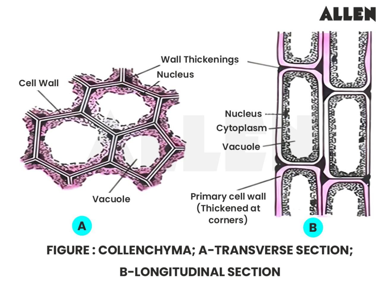 Transverse and Longitudinal section of Collenchyma