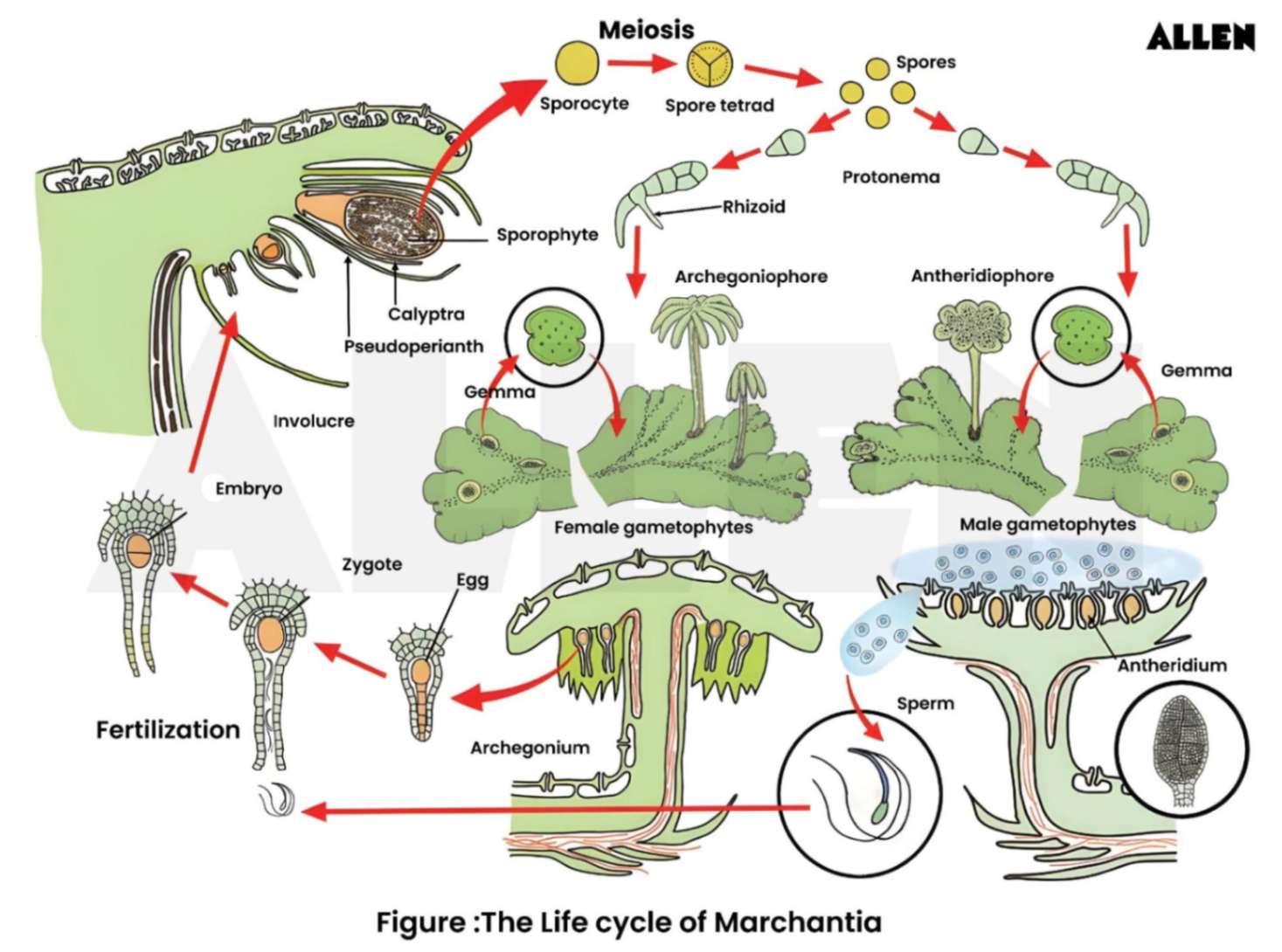 Marchantia's Life Cycle