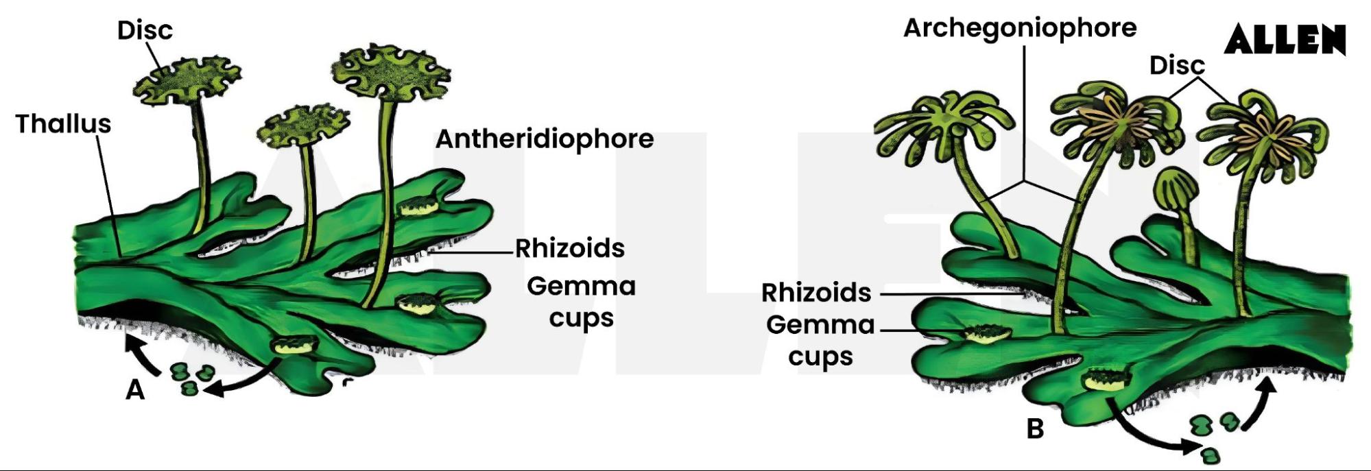 Male and Female gametophytes in Marchantia