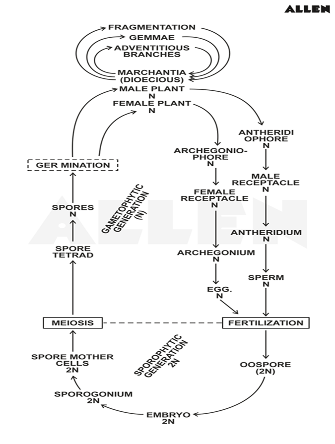 Life cycle of Marchantia