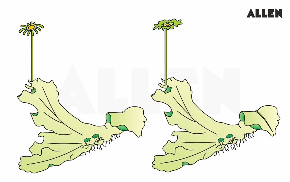 Thallus of Marchantia