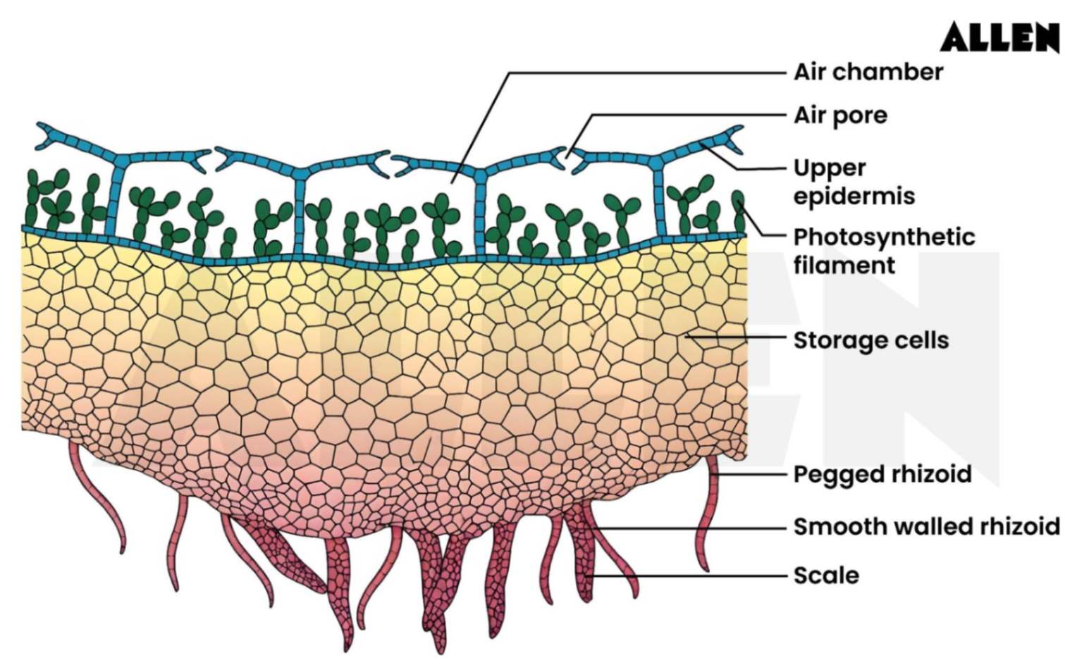 Anatomy of Marchantia