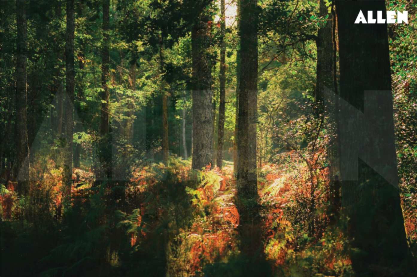 Temperate Forests
