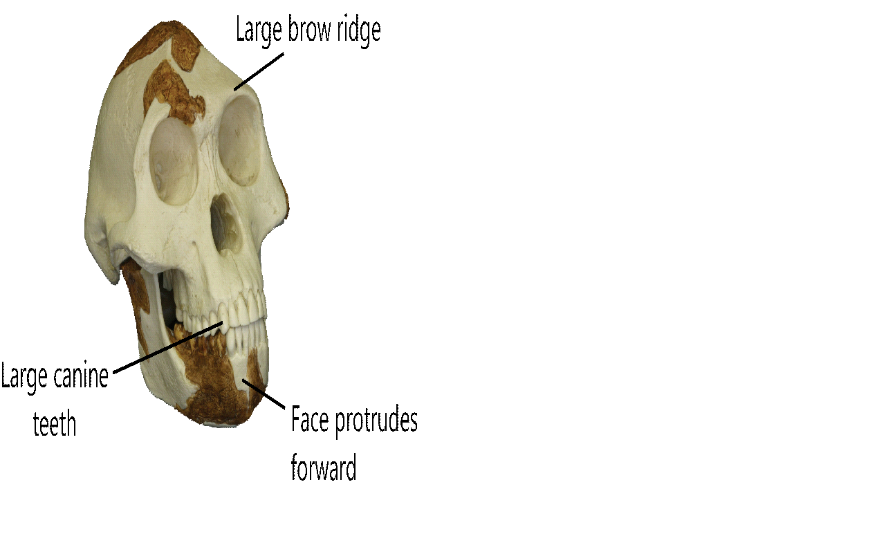 Ape Man Fossil