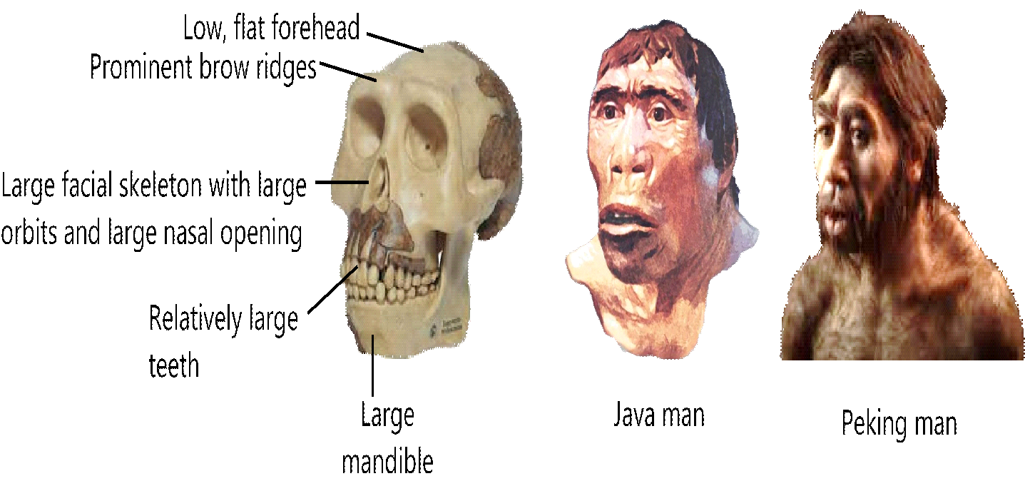 Homoerectus