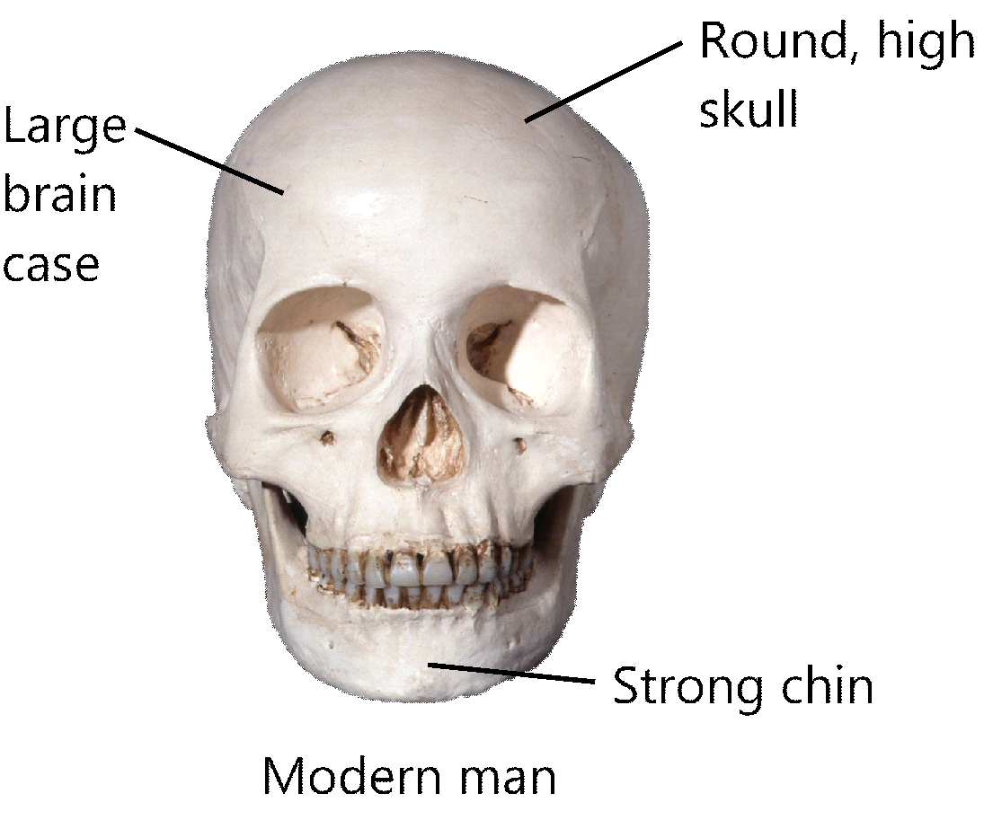 Modern Man