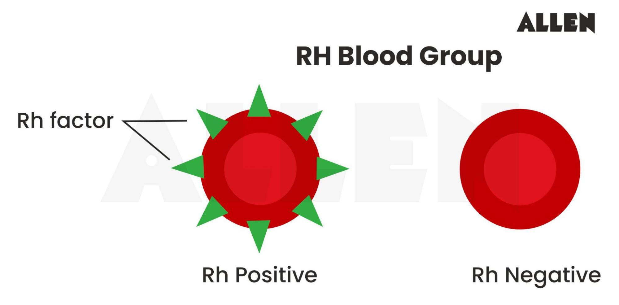 Rh Blood Group