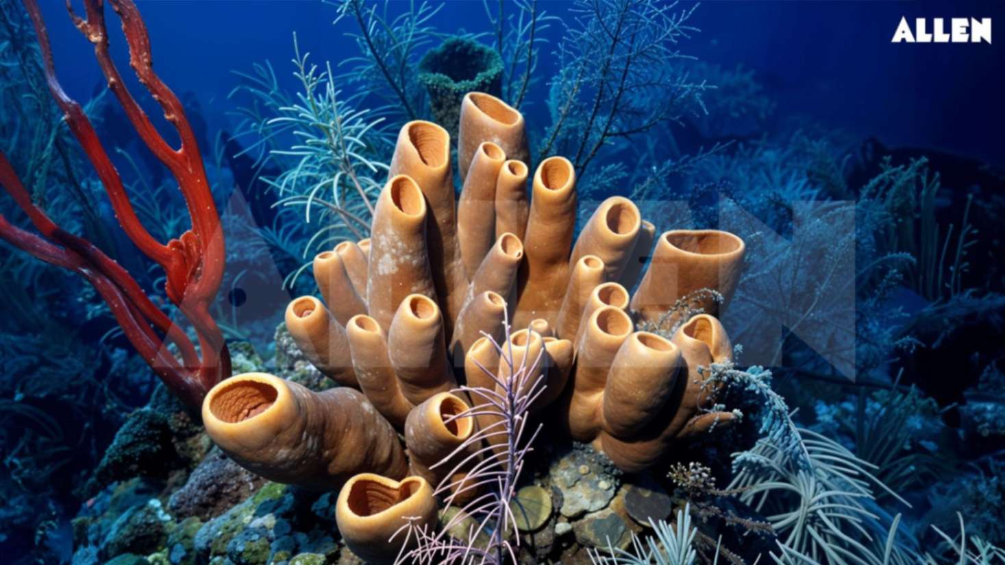 Phylum porifera