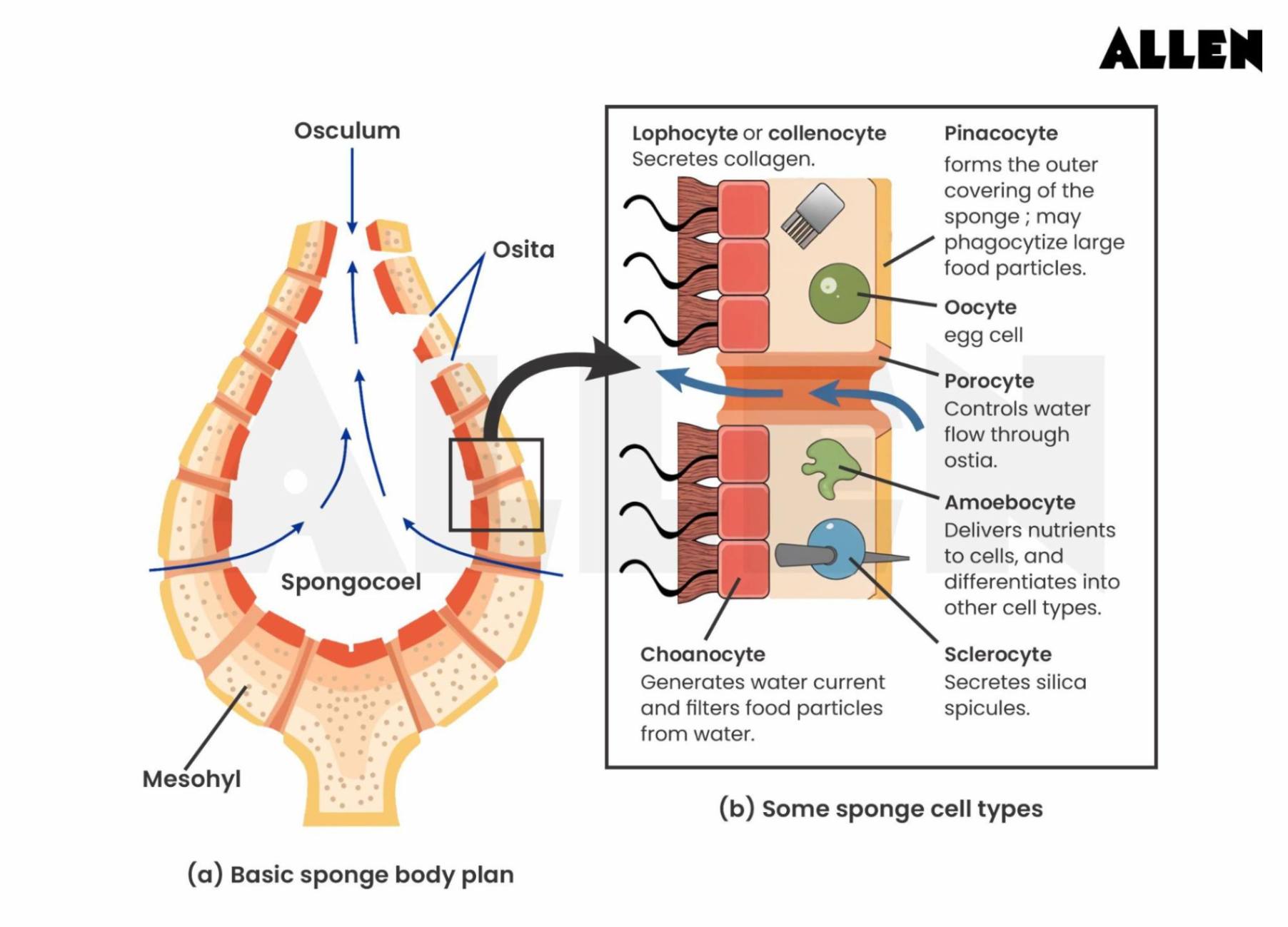 Cellular composition of phylum porifera