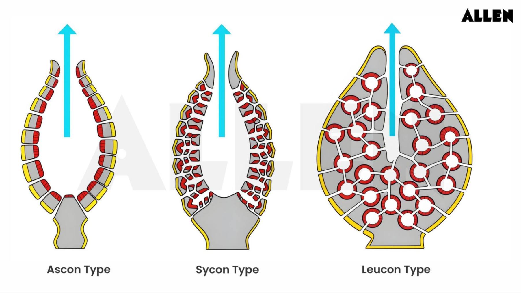 Features of phylum porifera
